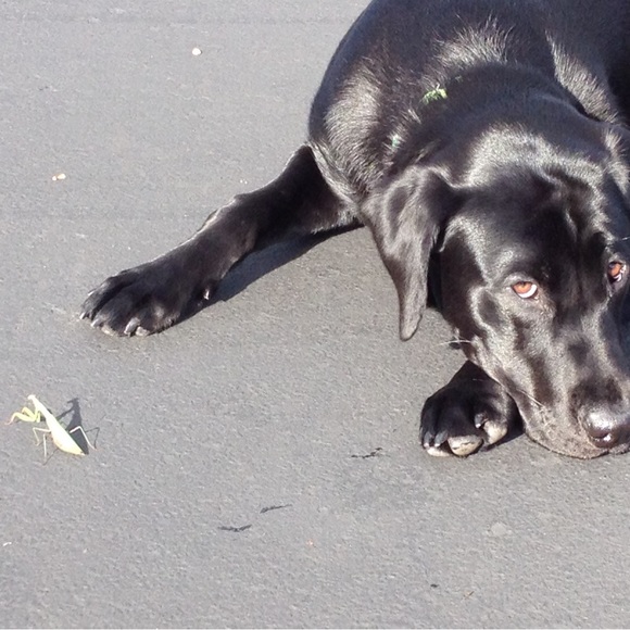 5 STAR Speedy Shipper - Picture 2 of 3